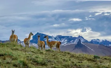 Patagonia Profunda - Safari Experience