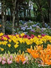 Tamamizu Lily Hydrangea Garden