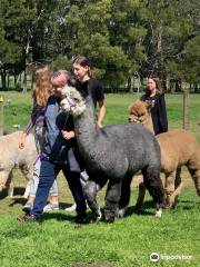 Cornerstone Alpaca Farm