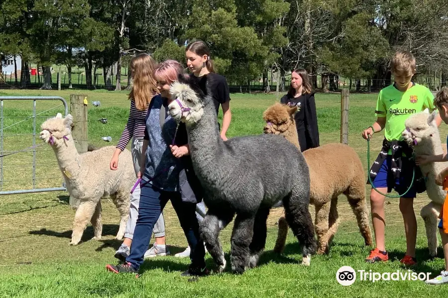 Cornerstone Alpaca Farm