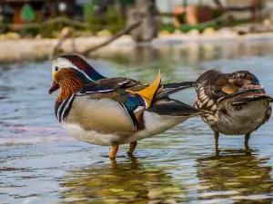 Bella Tierpark Siófok