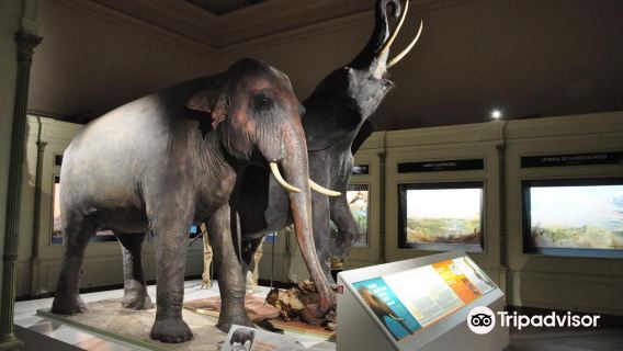 Musee d'Histoire Naturelle et Vivarium
