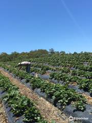 Beerenberg Farm