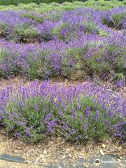 Lavender By the Bay