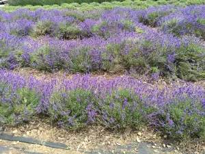 Lavender By the Bay