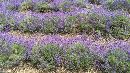 Lavender By the Bay