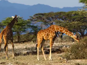 クイーン・エリザベス国立公園