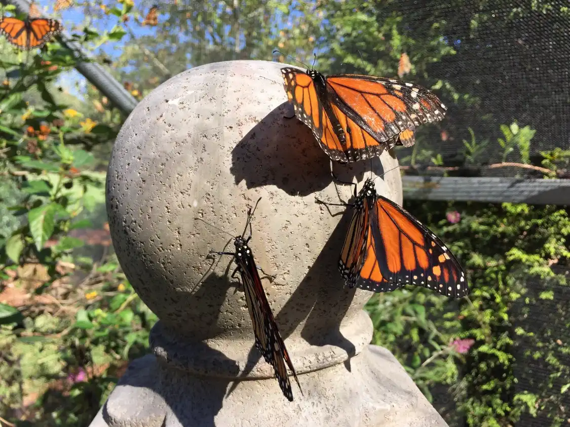All-A-Flutter Butterfly Farm 주변 호텔