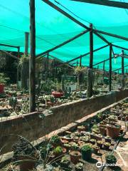 Obesa Nursery