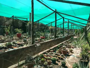 Obesa Nursery