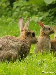 RSPB Tudeley Woods