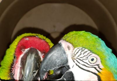 Uncle Sandy's Macaw Bird Park