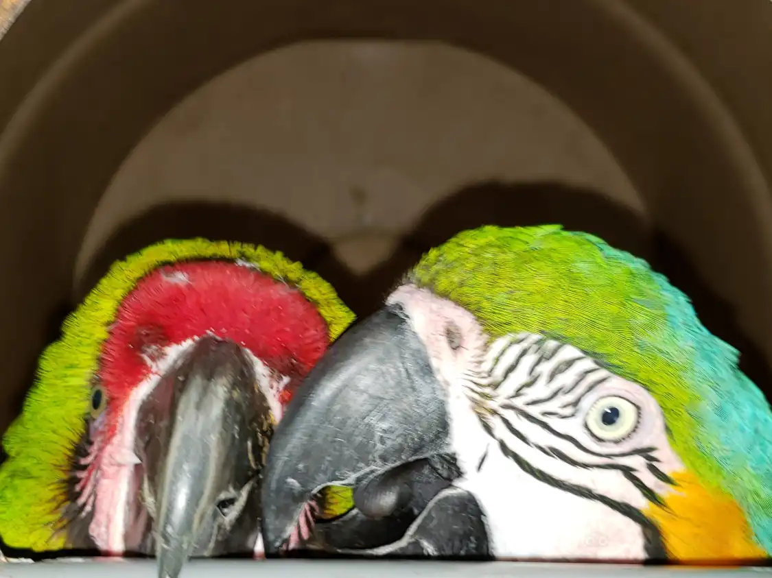 Hotels near Uncle Sandy's Macaw Bird Park