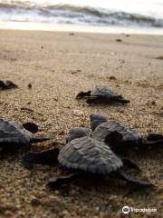 Playa Chila Turtle Camp