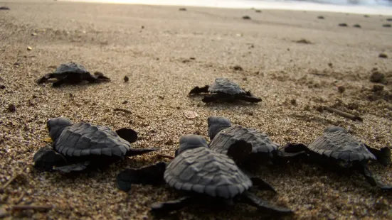 Playa Chila Turtle Camp