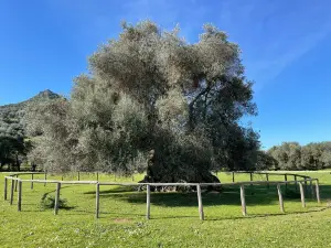 Oasi Naturalistica di S’Ortu Mannu