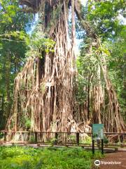 Cathedral Fig Tree