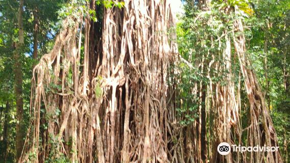 Cathedral Fig Tree