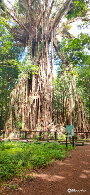 Cathedral Fig Tree