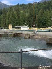 Chehalis River Salmon and Trout Enhancement Facility