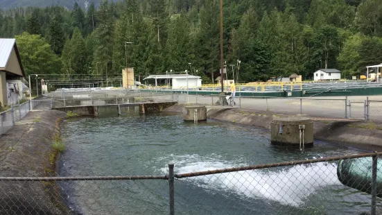 Chehalis River Salmon and Trout Enhancement Facility