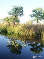 Dragon Tree Soak Nature Reserve