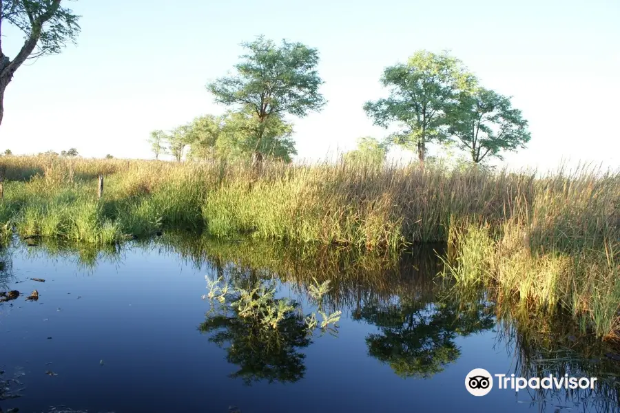 Dragon Tree Soak Nature Reserve