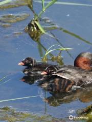 Birder