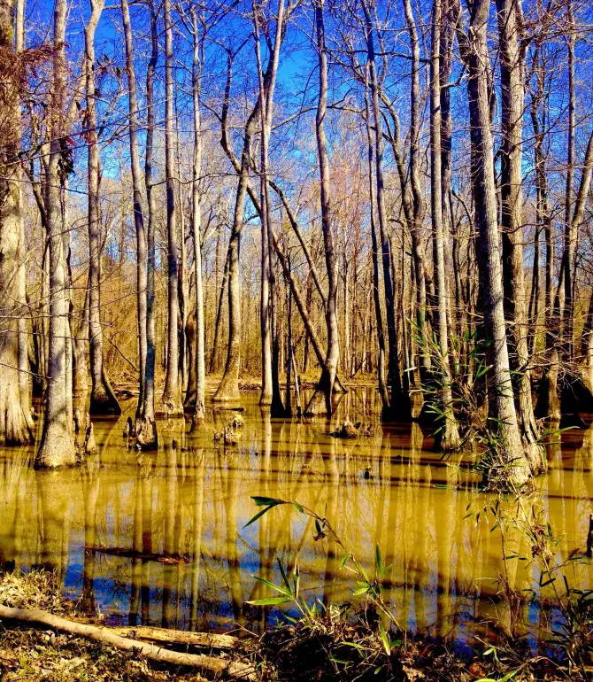 Collierville