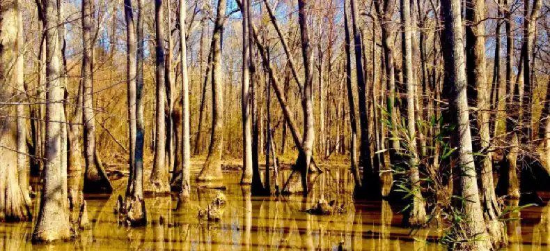 Hotels in Collierville