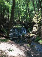 Ravine Trail