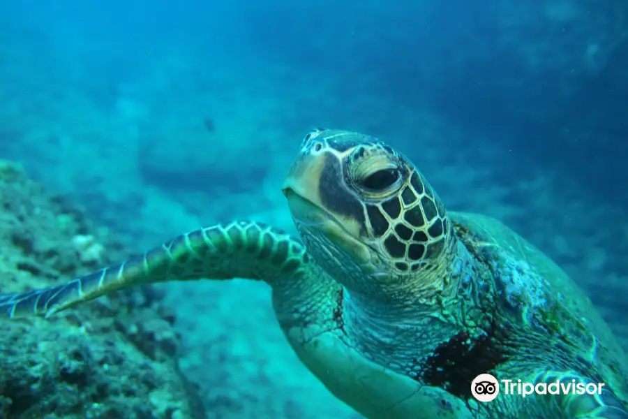 Honu Scuba