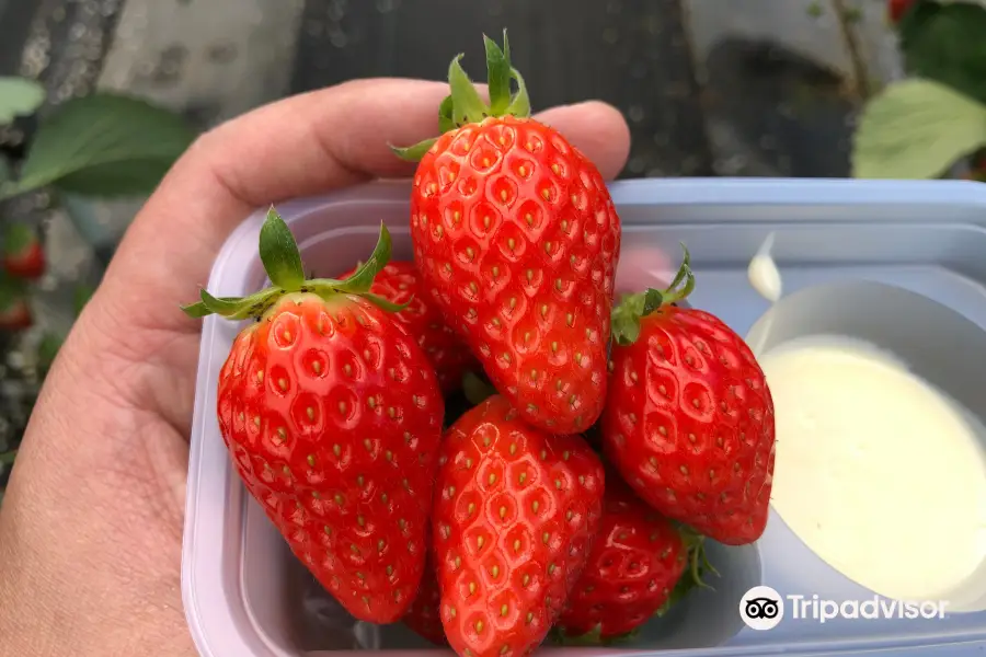 Strawberry Land Nakanishi
