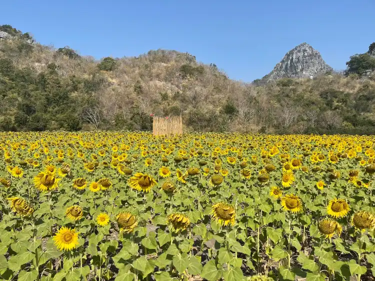 Hotels in Khok Salung