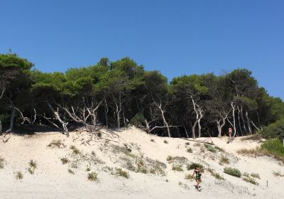 Spiaggia degli Alimini