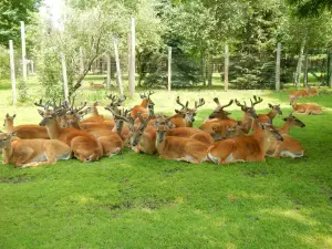 Wisconsin Deer Park