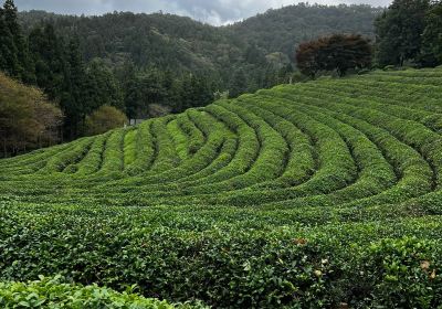 韓國茶博物館