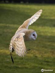 Turbary Woods Owl and Bird of Prey Sanctuary