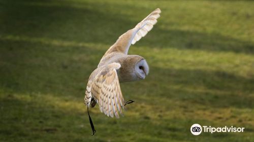 Turbary Woods Owl and Bird of Prey Sanctuary