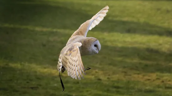 Turbary Woods Owl and Bird of Prey Sanctuary