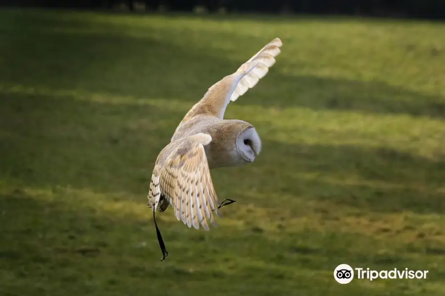 Owl & Bird Of Prey Sanctuary