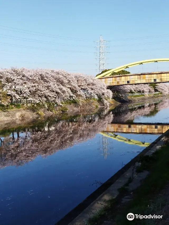 Cherry Blossom Viewing in Nagoya