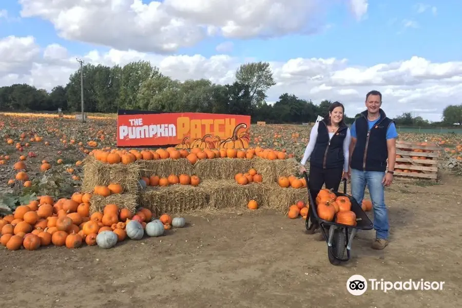 Foxes Farm Produce - The Pumpkin Patch - Basildon - Essex
