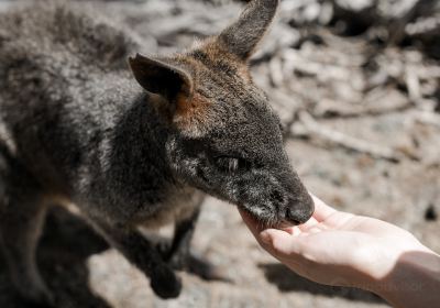 Phillip Island Wildlife Park