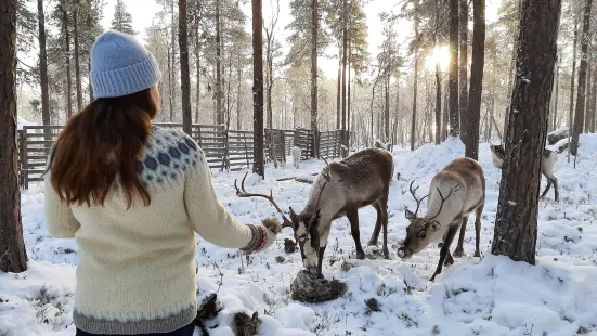 Angeli Reindeer Farm