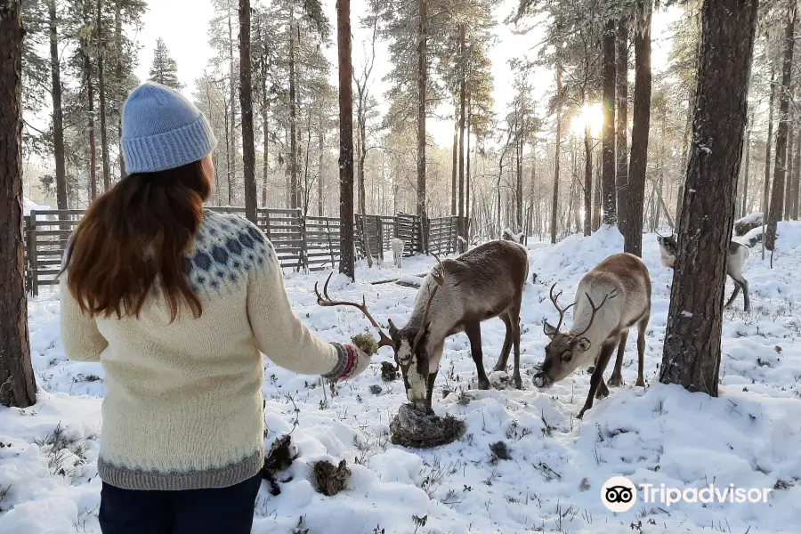 Angeli Reindeer Farm