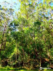 Watagans-Nationalpark