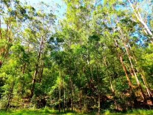 Watagans-Nationalpark