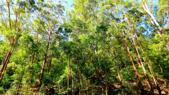 Watagans National Park