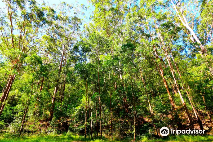 Watagans National Park